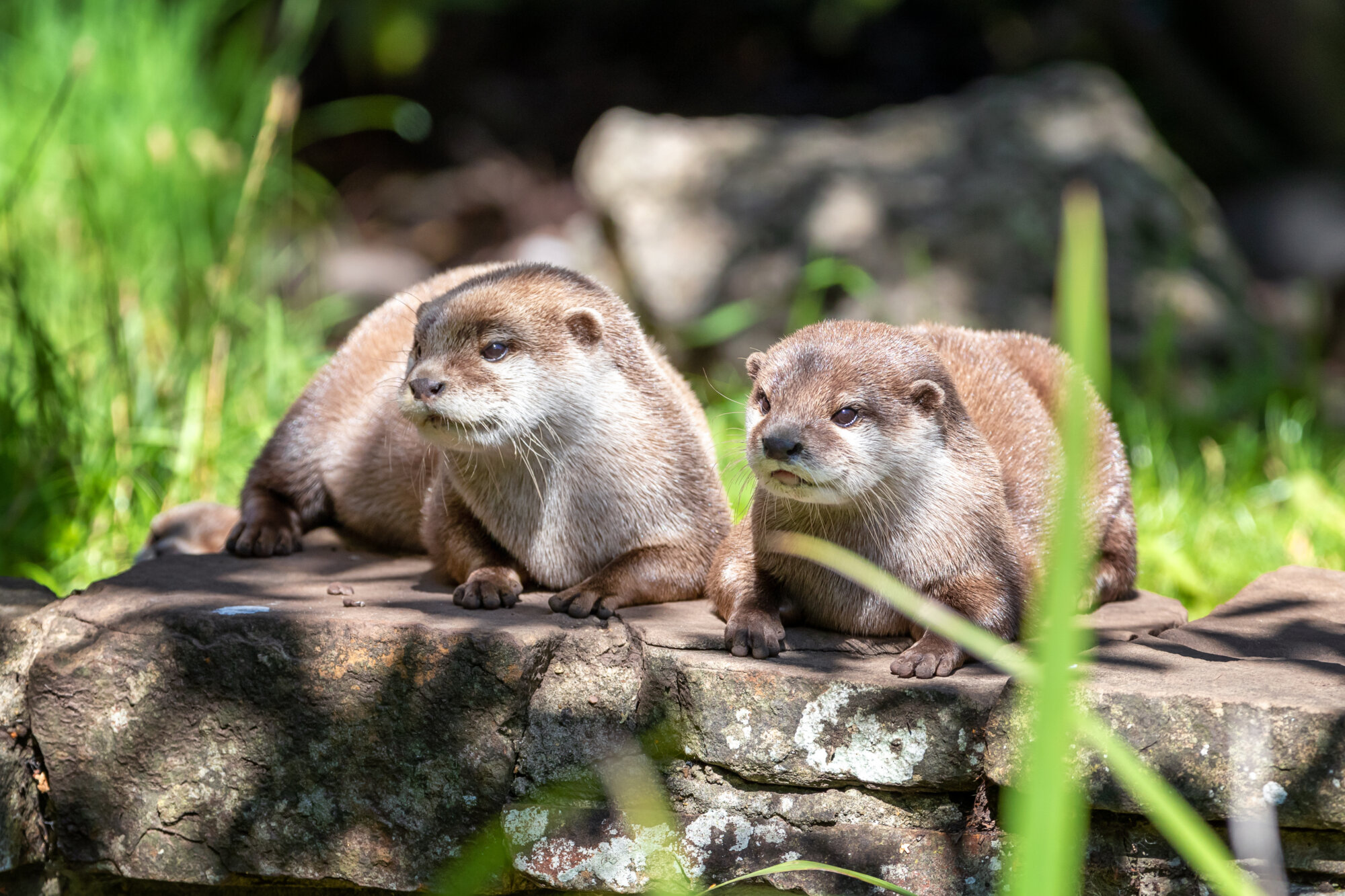 PARC LOUTRE | Les Loges du Ried Parc des cigognes et des loutres Barr